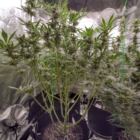 Trainwreck Auto growlog timeline photo