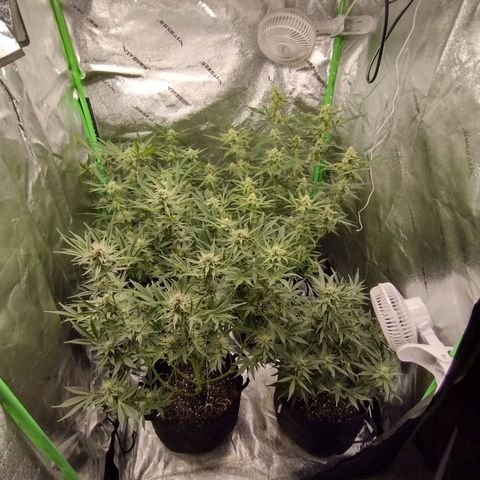 Trainwreck Auto growlog timeline photo