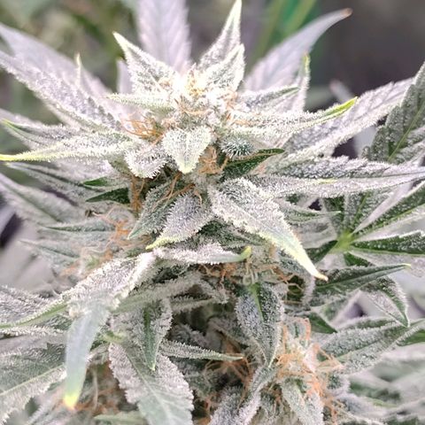 Trainwreck Auto growlog timeline photo