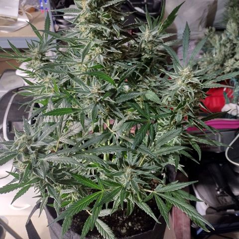 Trainwreck Auto growlog timeline photo