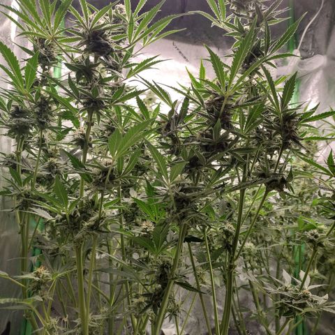 Trainwreck Auto growlog timeline photo