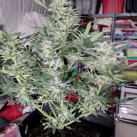 Trainwreck Auto growlog timeline photo