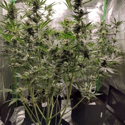 Trainwreck Auto growlog timeline photo
