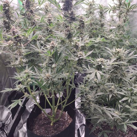 Trainwreck Auto growlog timeline photo