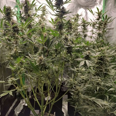 Trainwreck Auto growlog timeline photo