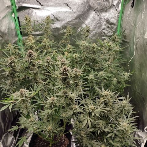 Trainwreck Auto growlog timeline photo