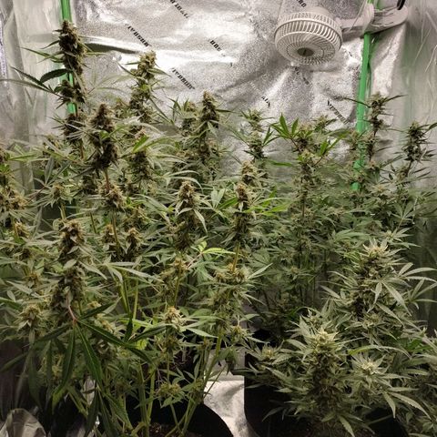 Trainwreck Auto growlog timeline photo