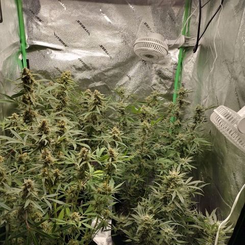 Trainwreck Auto growlog timeline photo