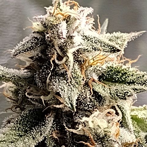 Trainwreck Auto growlog timeline photo