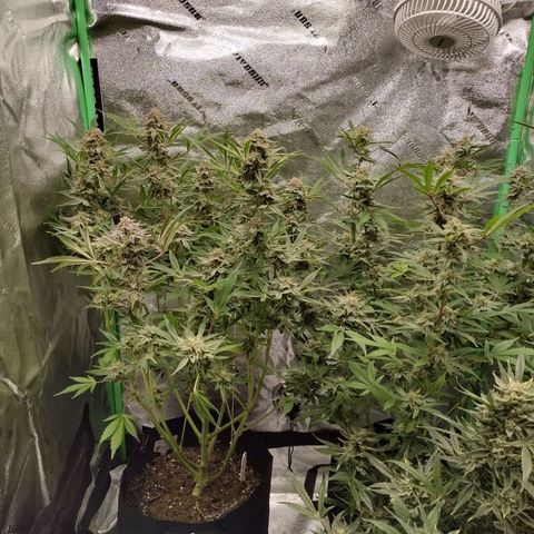Trainwreck Auto growlog timeline photo