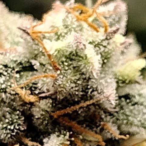 Trainwreck Auto growlog timeline photo