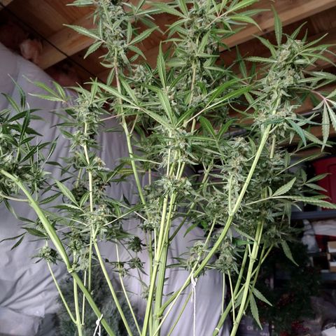 Trainwreck Auto growlog timeline photo