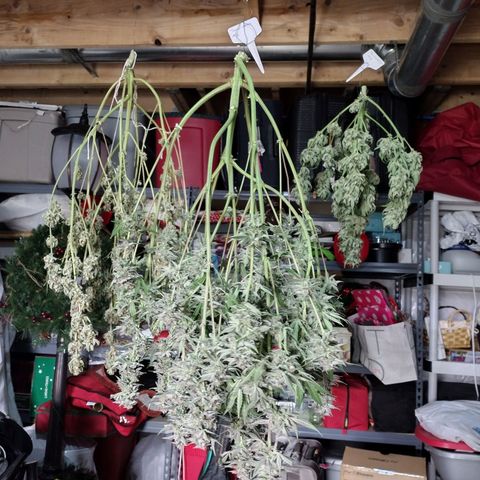 Trainwreck Auto growlog timeline photo