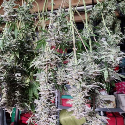 Trainwreck Auto growlog timeline photo