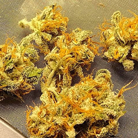 Trainwreck Auto growlog timeline photo
