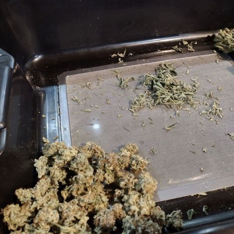 Trainwreck Auto growlog timeline photo