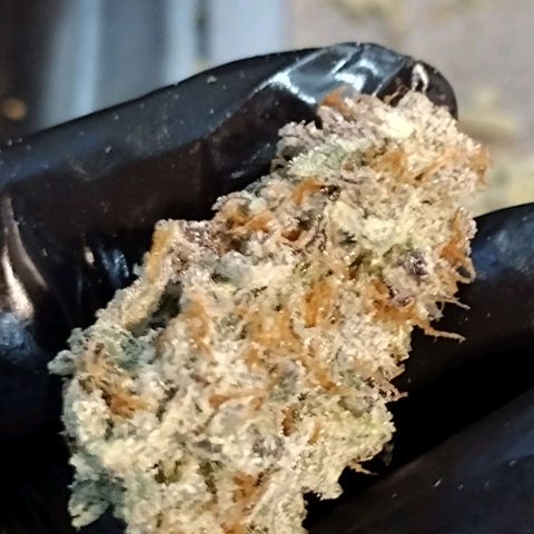 Trainwreck Auto growlog timeline photo