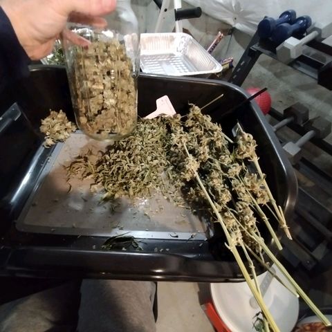 Trainwreck Auto growlog timeline photo