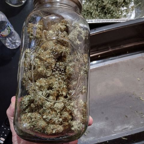 Trainwreck Auto growlog timeline photo
