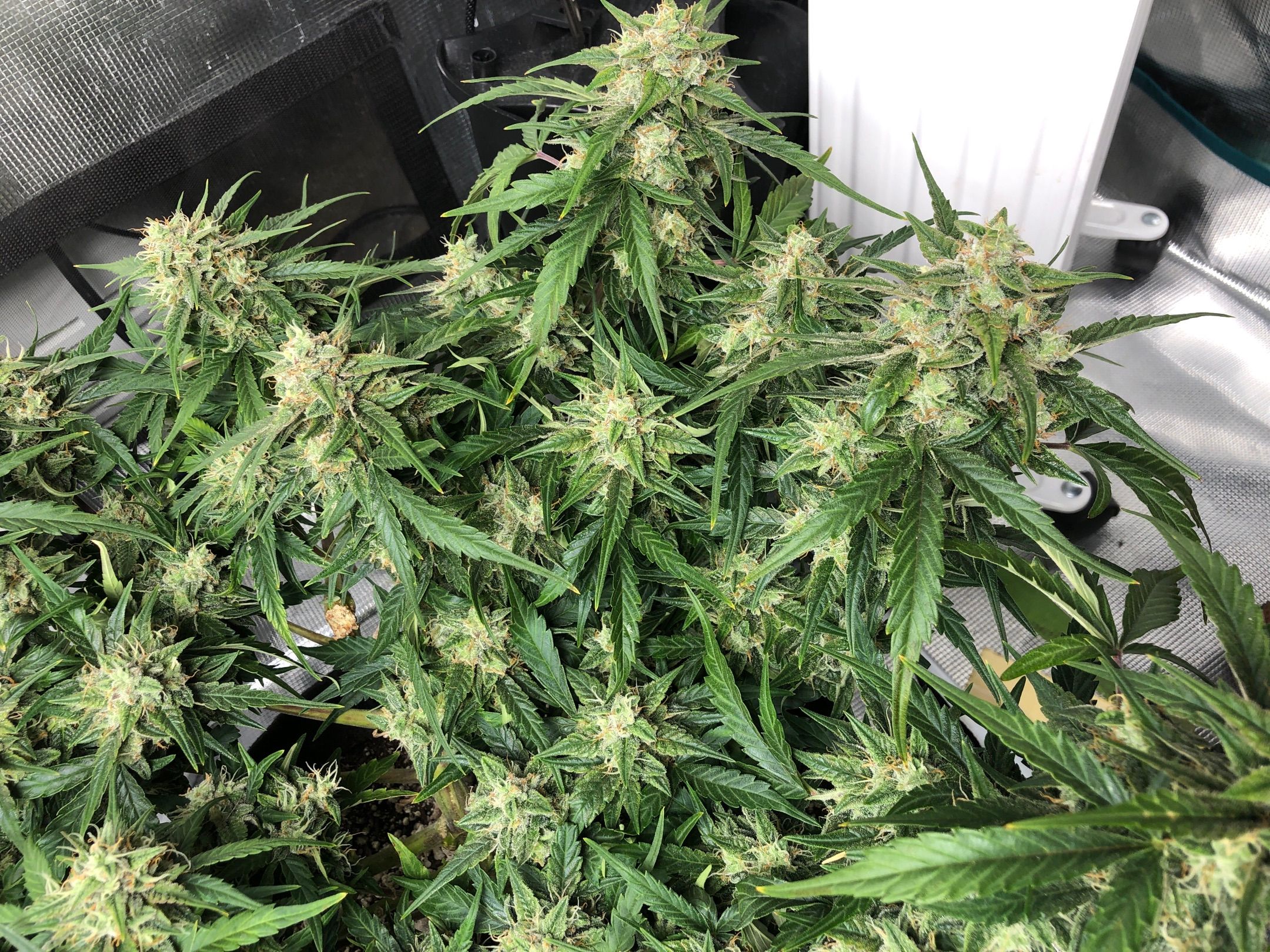 Blue Dream Auto growlog header