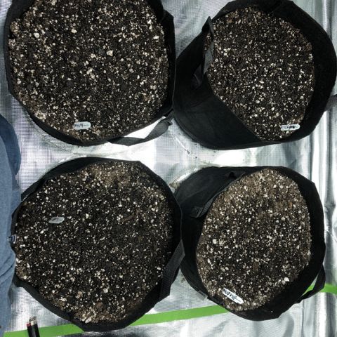Blue Dream Auto growlog photo