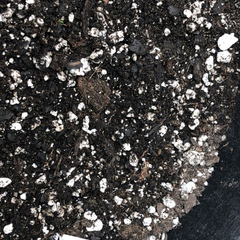 Blue Dream Auto growlog photo