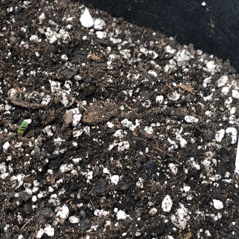 Blue Dream Auto growlog photo