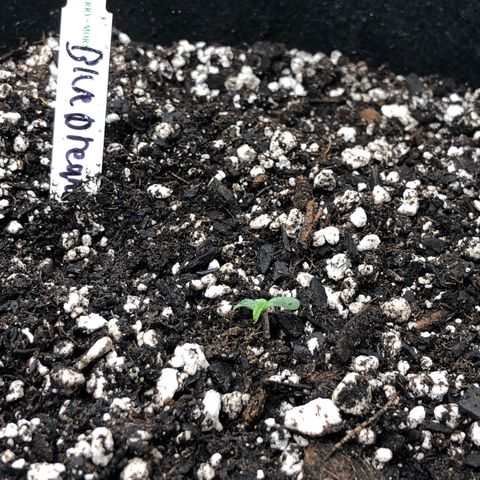 Blue Dream Auto growlog photo