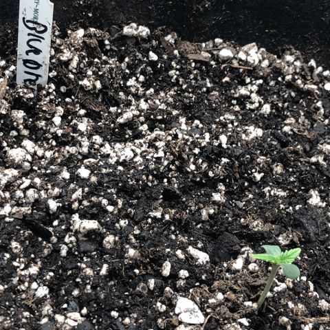 Blue Dream Auto growlog photo: 10:20 morning check first full 4 hours of dark at 11 today