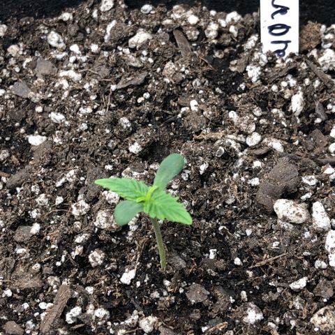 Blue Dream Auto growlog photo: 10:40 still the strongest tallest plant. Appears to be starting second leaves nodes idk confuses me. 1inch 3/8 