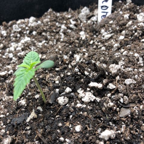 Blue Dream Auto growlog photo: 10:20 looks good new growth seems to be cruising along measuring is hard 1 3/8” maybe lol