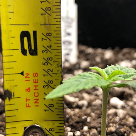 Blue Dream Auto growlog photo: 10:32 am