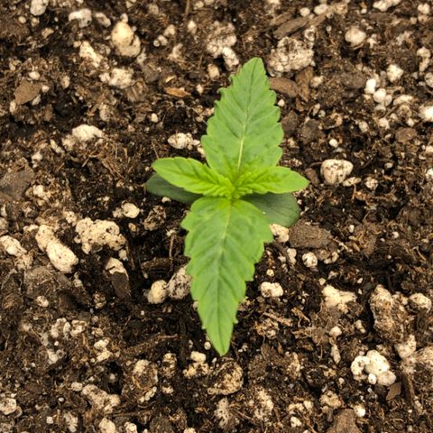 Blue Dream Auto growlog photo: 10:53 am holy fuck this girl is ripping will measure tonight looks healthy 