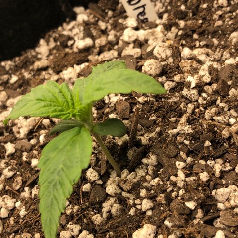 Blue Dream Auto growlog photo: 10:31 looks healthy did move light and turn down so leaves stop curling from heat stress
