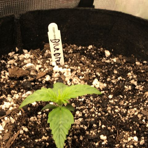 Blue Dream Auto growlog photo: 3:55 just watered