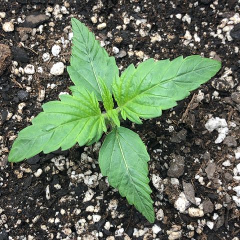Blue Dream Auto growlog photo: 10:28 looks good.  Light darkening on leaf ends 