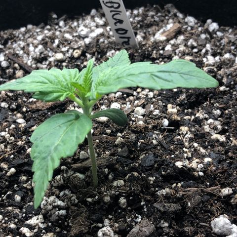 Blue Dream Auto growlog photo: 10:28 looks good.  Light darkening on leaf ends 