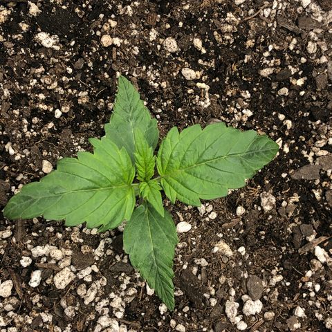 Blue Dream Auto growlog photo: 10:25am looks pretty good slight darkening of tips and possibly had to much wind on it will make correctikns