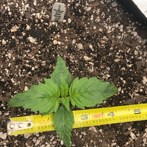 Blue Dream Auto growlog photo: 10:25am looks pretty good slight darkening of tips and possibly had to much wind on it will make correctikns