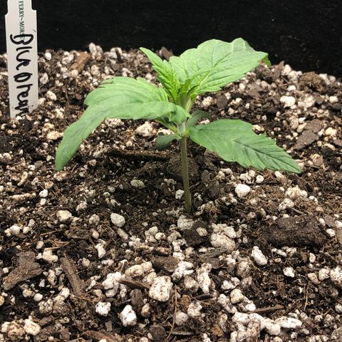 Blue Dream Auto growlog photo: 10:25am looks pretty good slight darkening of tips and possibly had to much wind on it will make correctikns