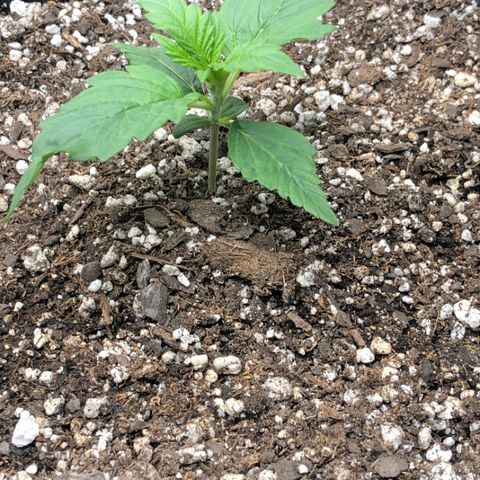 Blue Dream Auto growlog photo: 10:49 first triple leaf looks a bit small but starting on new leafs that should be 5 tip