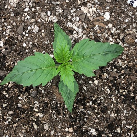 Blue Dream Auto growlog photo: 10:49 first triple leaf looks a bit small but starting on new leafs that should be 5 tip