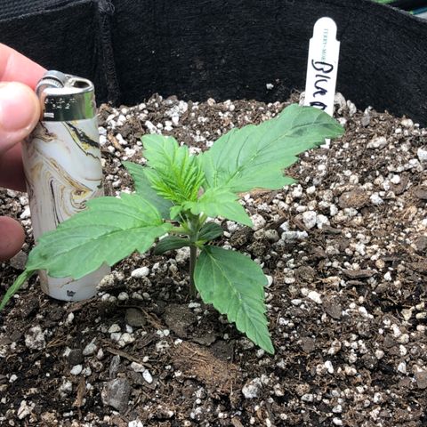 Blue Dream Auto growlog photo: 10:49 first triple leaf looks a bit small but starting on new leafs that should be 5 tip