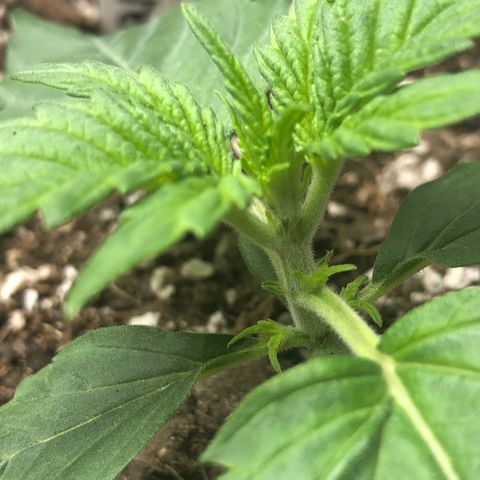 Blue Dream Auto growlog photo: 11:40pm what exactly are these spots? Can’t remember lol 