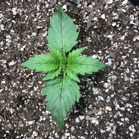 Blue Dream Auto growlog photo: 10:27 am did give these a twist last night will be watering today right at lights up