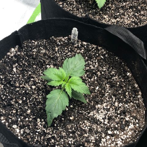 Blue Dream Auto growlog photo: Just watered 4:09