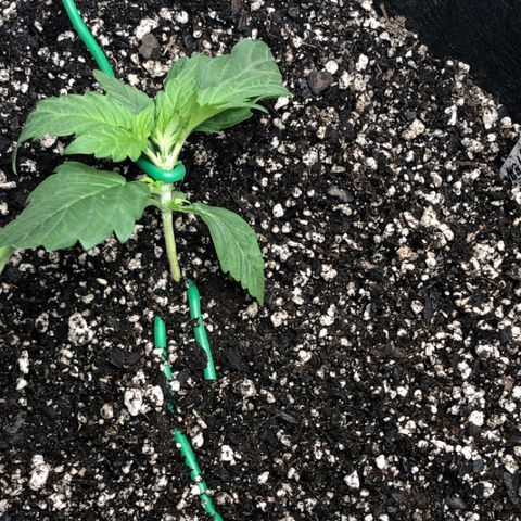 Blue Dream Auto growlog photo: Early training scare and probably did to much but only doing one plant rest will wait till end of week or good results her