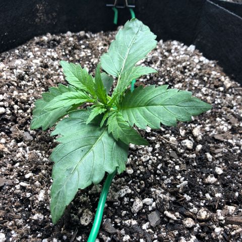 Blue Dream Auto growlog photo: 10:20 was standing almost all the way back up after training last night so pulled back down and bent stem more trying to get close to 90 degree to get a knuckle without breaking it