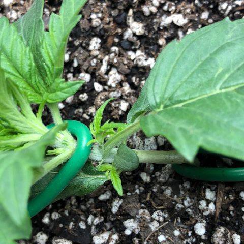 Blue Dream Auto growlog photo: 10:20 was standing almost all the way back up after training last night so pulled back down and bent stem more trying to get close to 90 degree to get a knuckle without breaking it