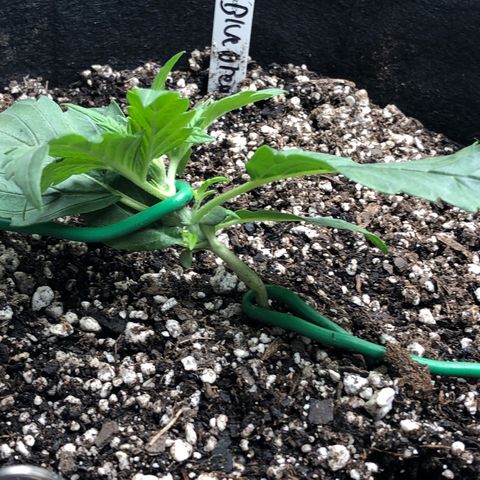 Blue Dream Auto growlog photo: 10:20 was standing almost all the way back up after training last night so pulled back down and bent stem more trying to get close to 90 degree to get a knuckle without breaking it